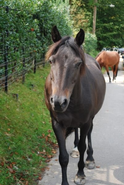 Cheval se promenant dans les rues de Lyndhurst, New Forest — CC-BY-SA, HgO
