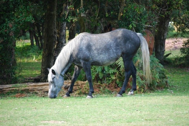 Un magnifique cheval — CC-BY-SA, HgO