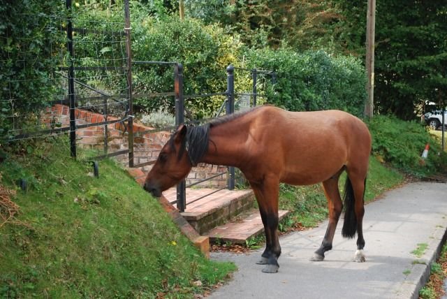 Cheval tondant la pelouse du voisinage de Lyndhurst — CC-BY-SA, HgO