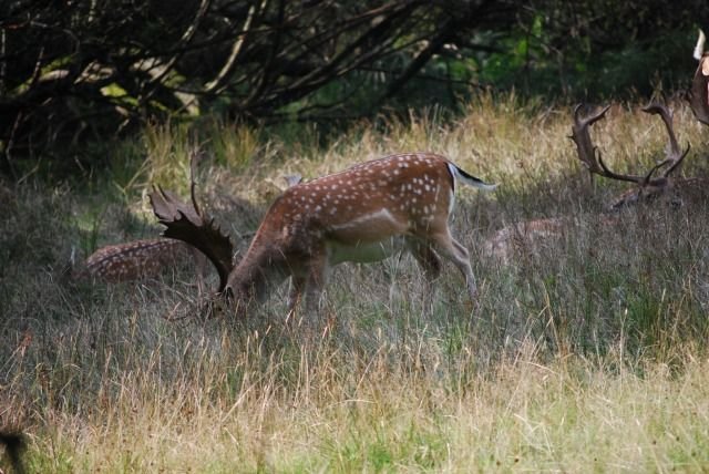 Cerf se nourrissant, New Forest — CC-BY-SA, HgO et Alexis