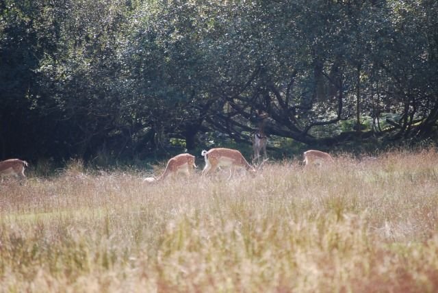 Troupeau de cerfs, New Forest — CC-BY-SA, HgO et Alexis