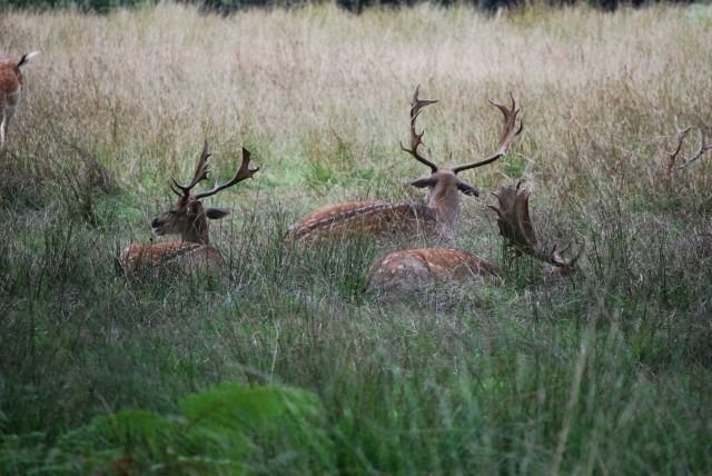 Des cerfs, New Forest — CC-BY-SA, HgO & Alexis