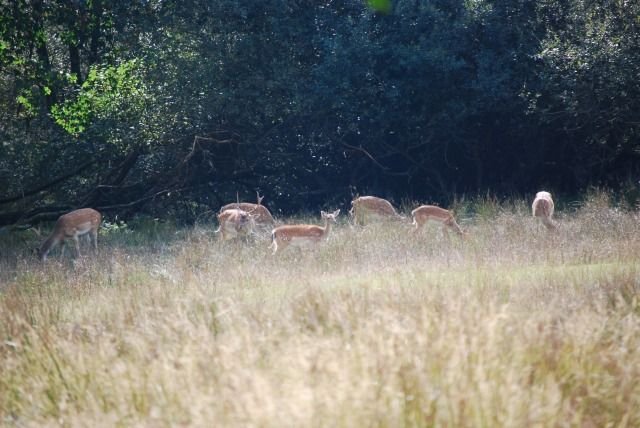Troupeau de cerfs, New Forest — CC-BY-SA, HgO et Alexis