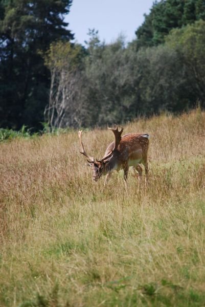 Cerf se sustentant, New Forest — CC-BY-SA, HgO et Alexis
