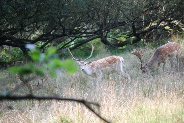 Un cerf, New Forest — CC-BY-SA, HgO et Alexis