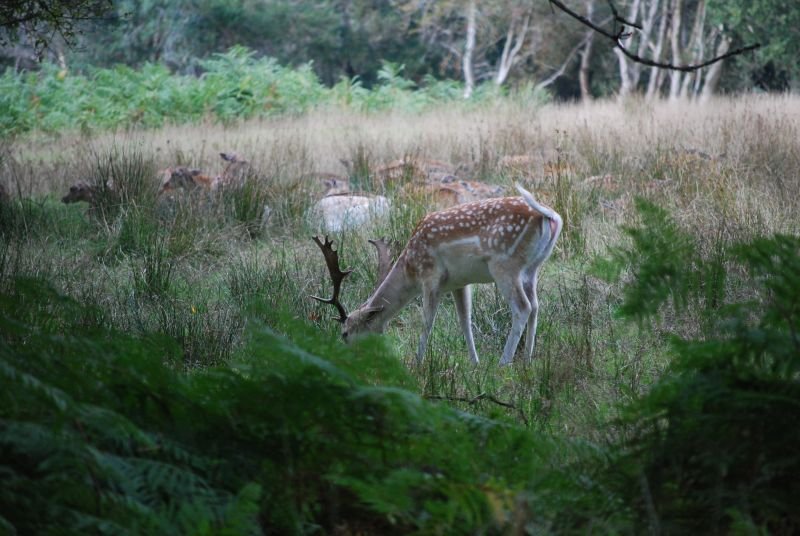 Encore un cerf, New Forest — CC-BY-SA, HgO et Alexis